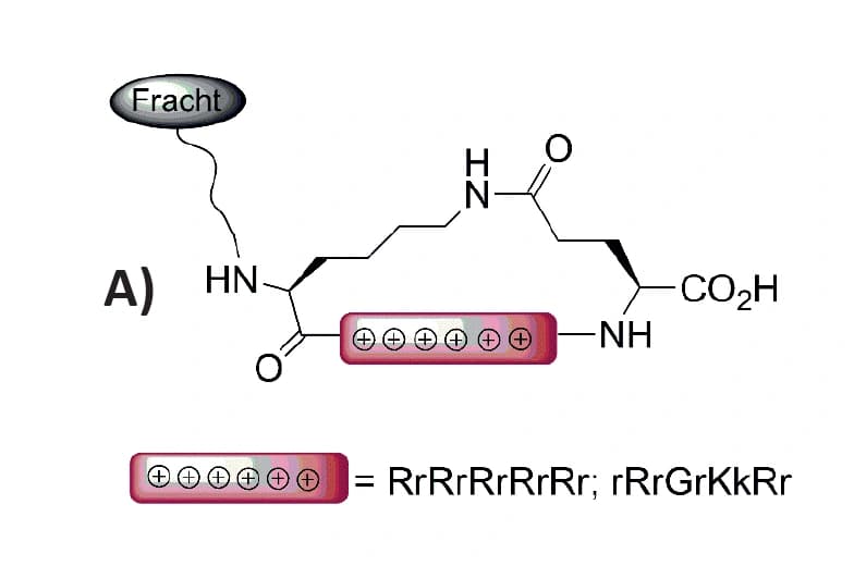 Trendbericht Biochemie 2017: Zellpenetration