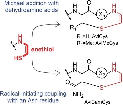 Enzymatic Formation of an Aminovinyl Cysteine Residue in Ribosomal Peptide Natural Products