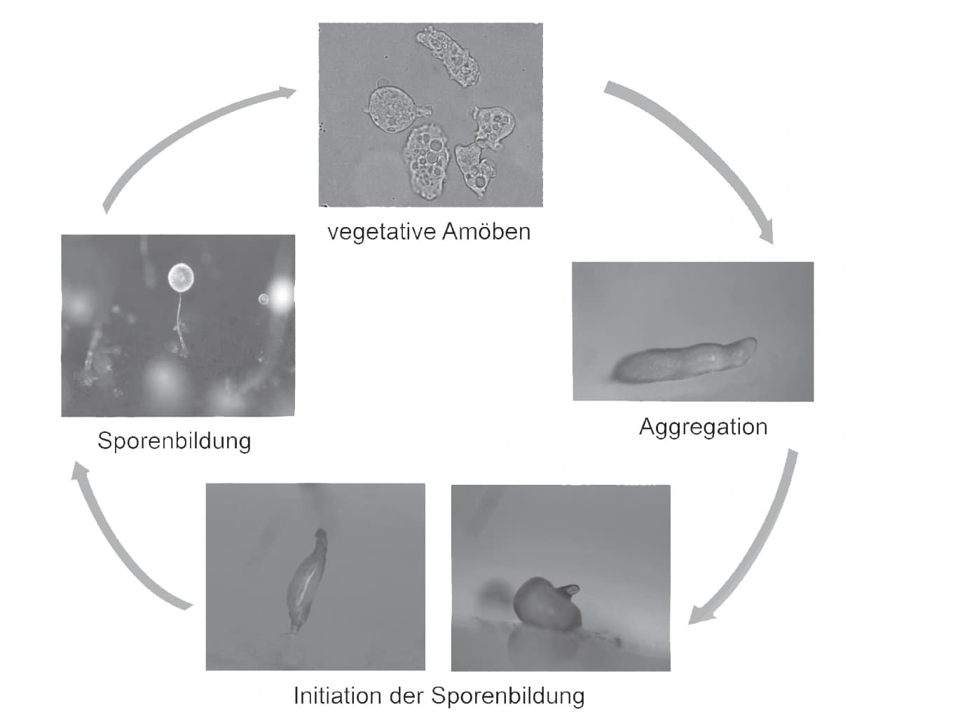 Selbstverteidigung als Ausgangspunkt bioaktiver Naturstoffe