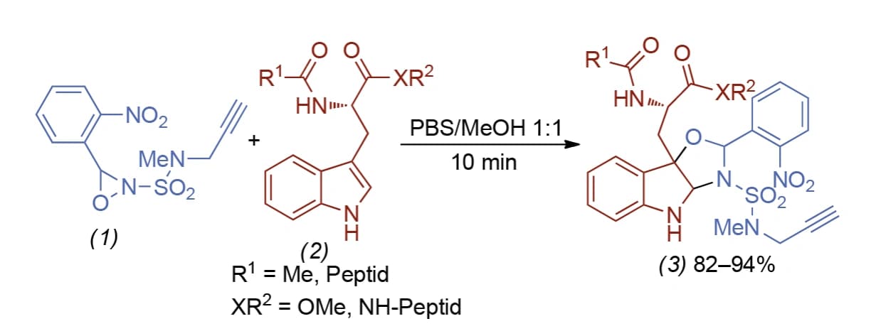 Tryptophane in Proteinen funktionalisieren