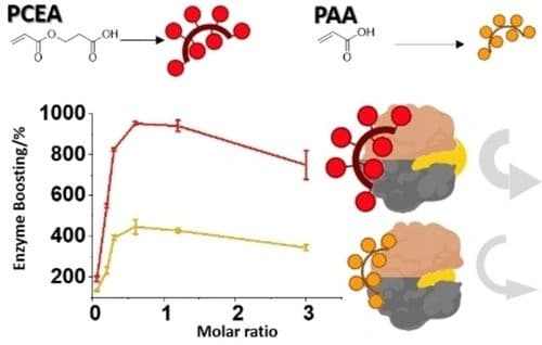 Acrylate‐derived RAFT Polymers for Enzyme Hyperactivation – Boosting the α‐Chymotrypsin Enzyme Activity Using Tailor‐Made Poly(2‐Carboxyethyl)acrylate (PCEA)