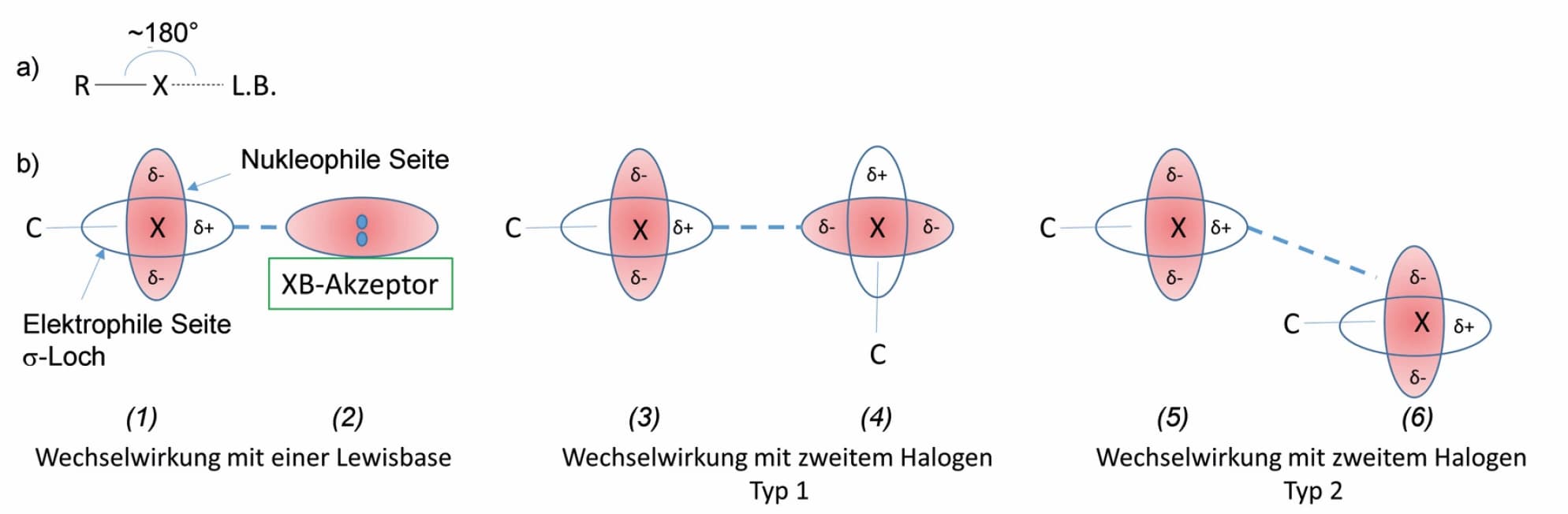 Wenn Löcher Bindungen stärken: die Halogenbrücken