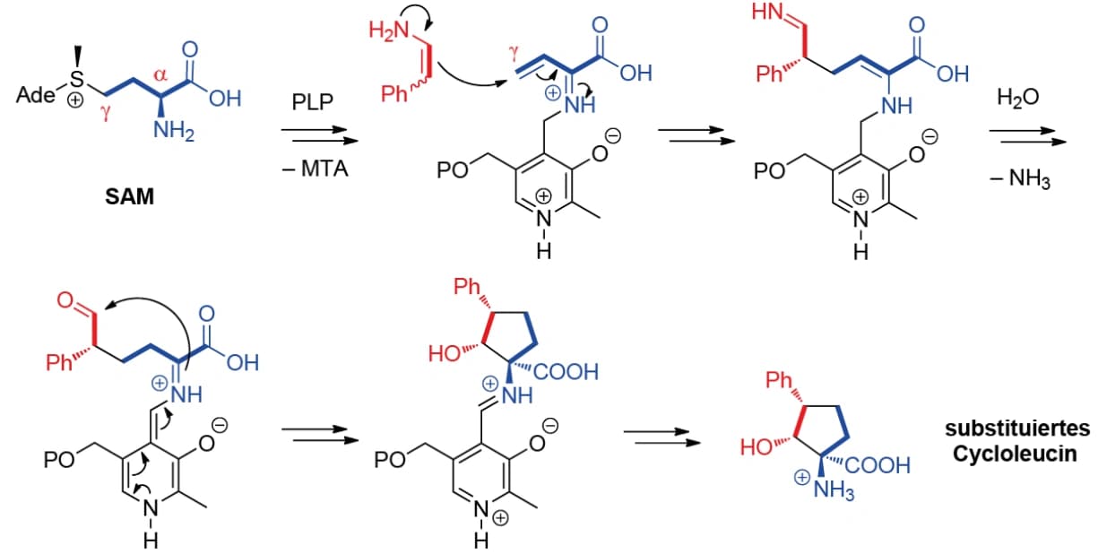 Pilzenzym produziert chirale Cycloleucine