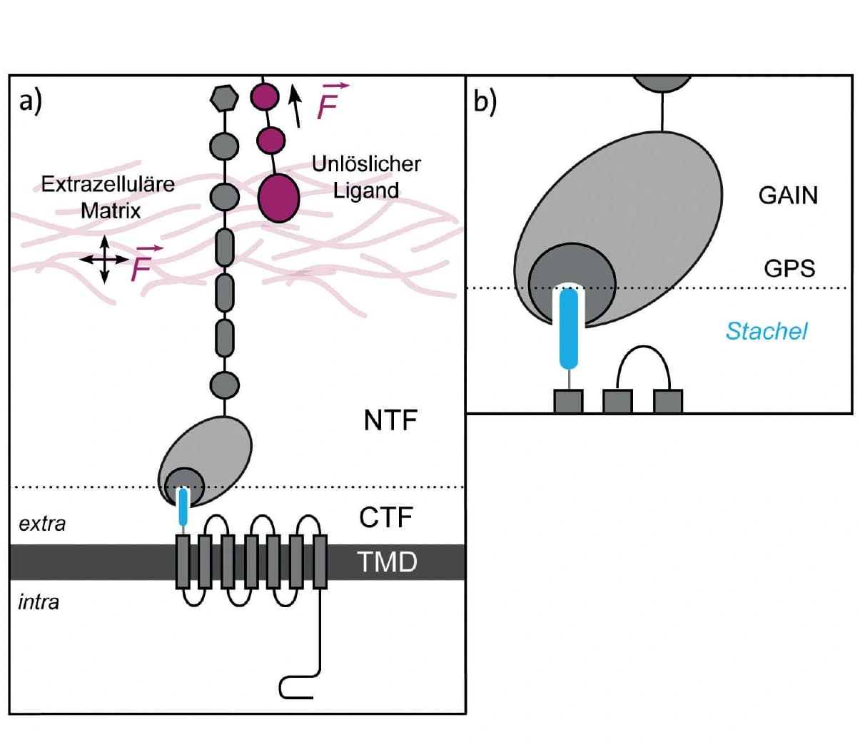 Trendbericht Biochemie Teil 3: Adhäsions‐GPCR ‐‐ Hindernisse und Perspektiven