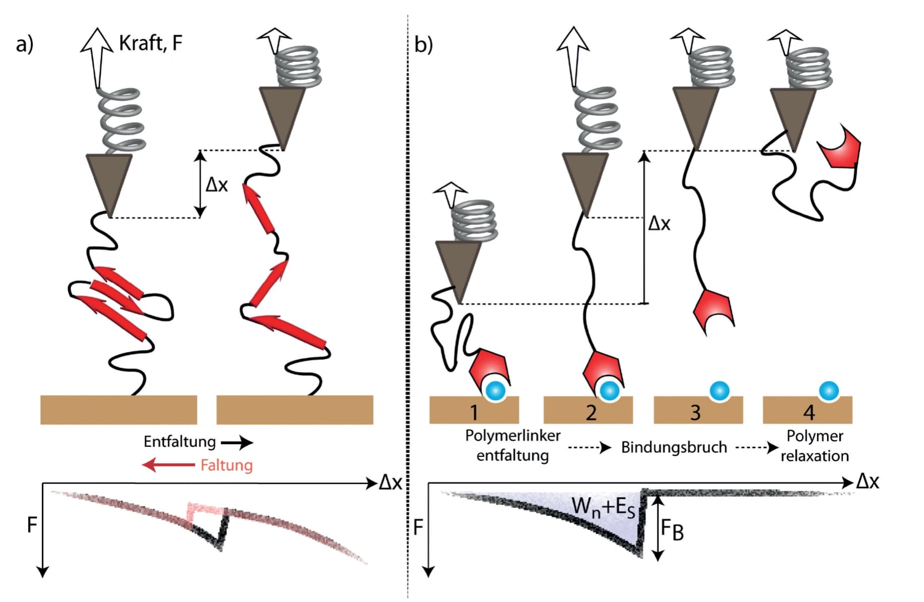 Physikalische Chemie 2016: Einzelmolekül‐Kraftspektroskopie an Flüssig‐fest‐Grenzflächen