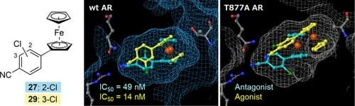 Structural Development of Androgen Receptor Antagonists Using Phenylferrocene Framework as a Hydrophobic Pharmacophore