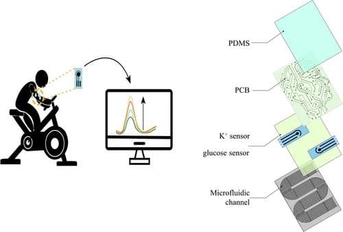 Wearable Electrochemical Sensor for Sweat‐Based Potassium Ion and Glucose Detection in Exercise Health Monitoring