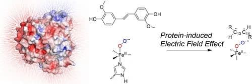 QM/MM Study Into the Mechanism of Oxidative C=C Double Bond Cleavage by Lignostilbene‐α,β‐Dioxygenase