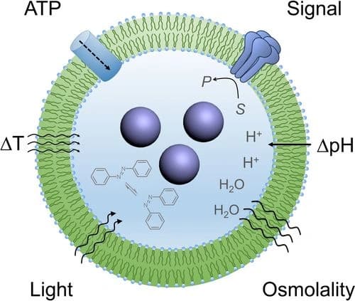 Instructing Liquid‐Liquid Phase Separation Inside Membranous Protocells