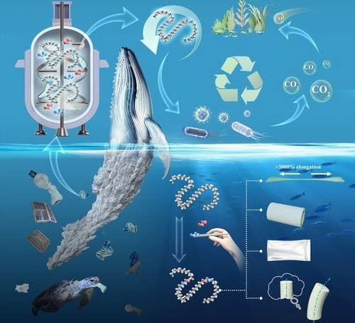 Closed‐Loop Polymer‐to‐Polymer Upcycling of Waste Poly (Ethylene Terephthalate) into Biodegradable and Programmable Materials