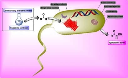 Enzymatic Catalysts for Hydroxamic Acid Formation: A Mini‐Review