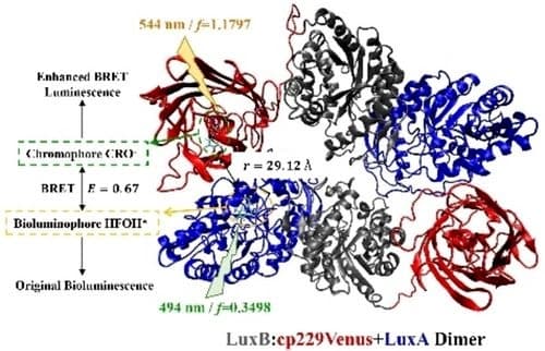 Mechanistic Insights into the Bacterial Luciferase‐based Bioluminescence Resonance Energy Transfer Luminescence: The Role of Protein Complex Dimer