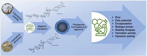 Development and Characterization of Plant‐derived Aristatoside C and Davisianoside B Saponin‐loaded Phytosomes with Suppressed Hemolytic Activity