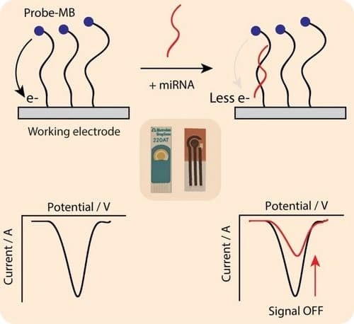 Electrochemical detection of miRNA using commercial and hand‐made screen‐printed electrodes: liquid biopsy for cancer management as case of study