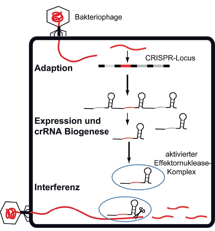 Biochemie 2016: Crispr‐Cas: bakterielle Immunsysteme und ihre Anwendung